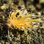 Unidentia sp. G